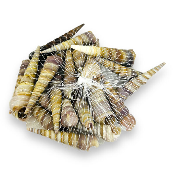 Caracoles en cono de mar I. RM 349