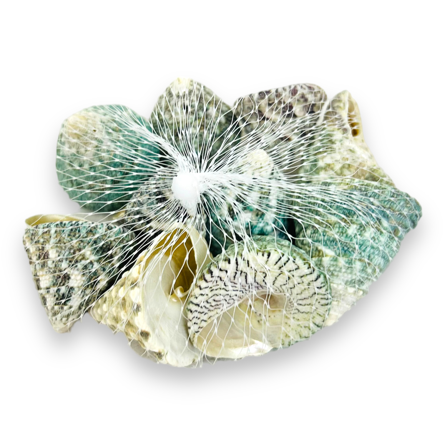 PhotoRoom_010_20230821_094827