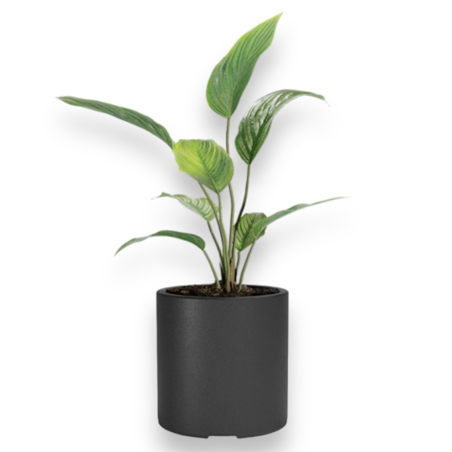 Photoroom_20240716_143510