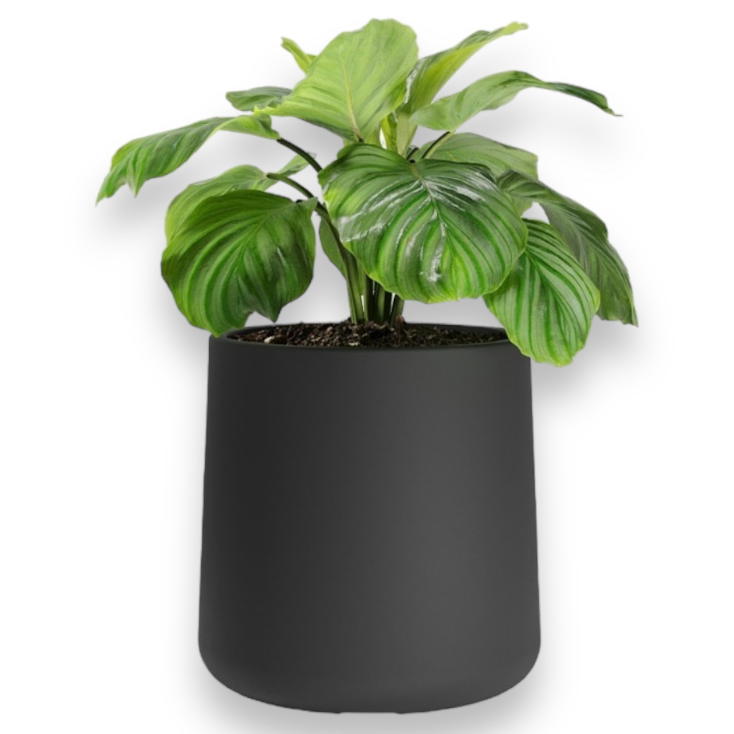 Photoroom_20240716_144502